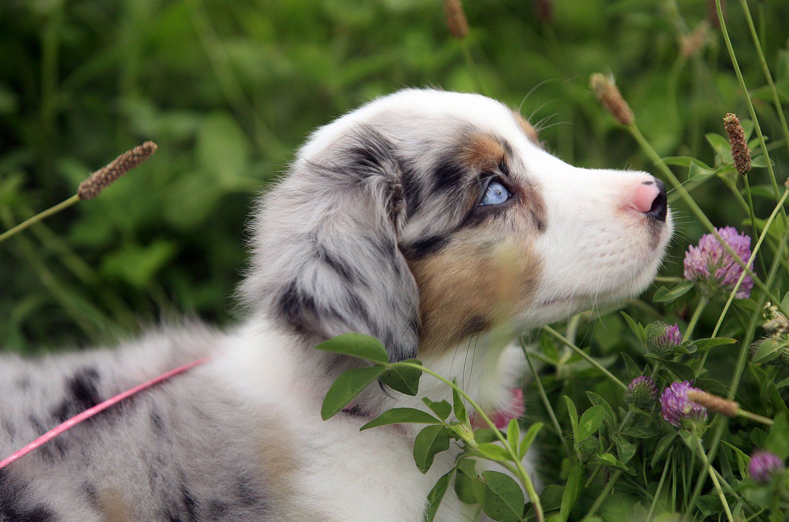 A dog is looking up at something in the grass - Puppy