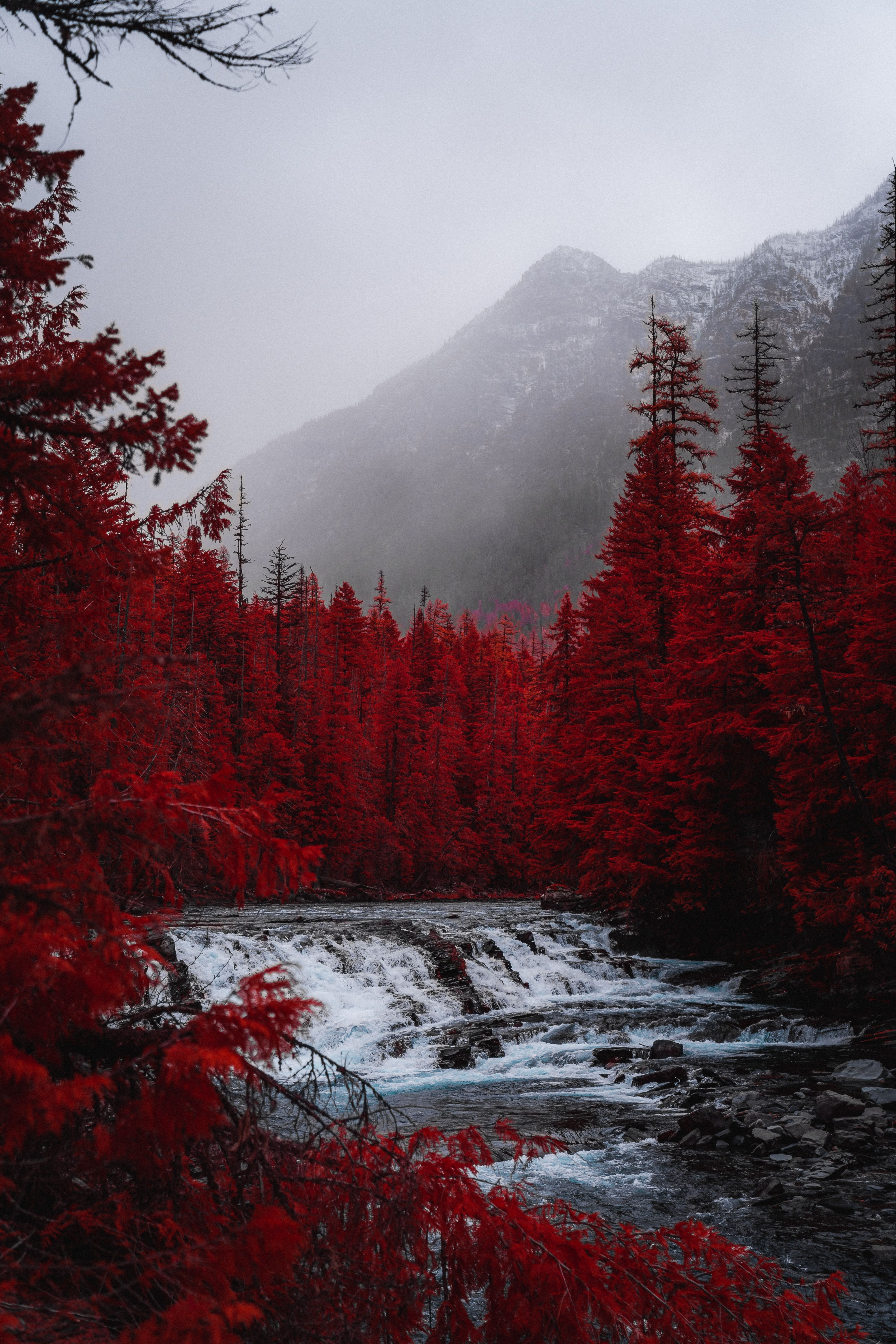A river flows through a forest of red trees with a mountain in the background. - Scenery