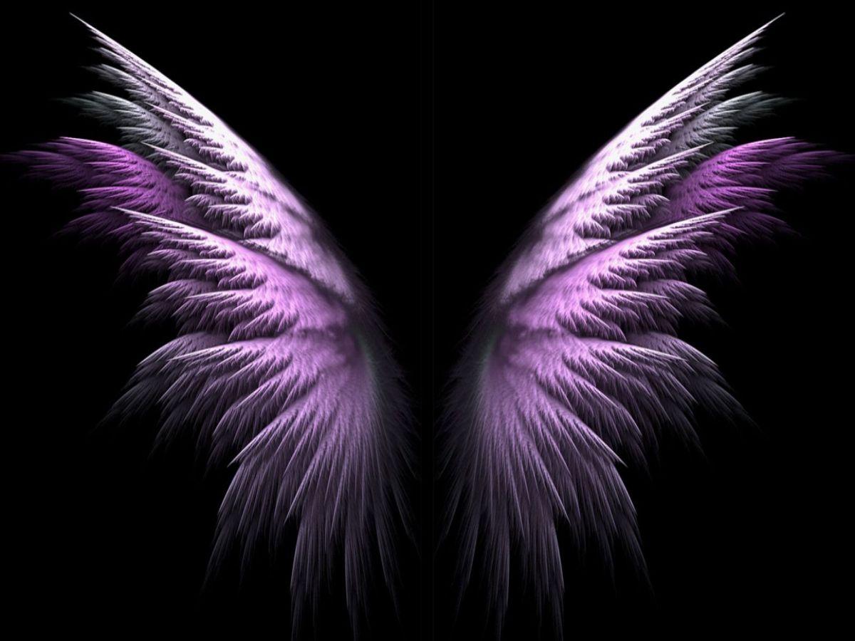 Two purple wings with black background - Wings