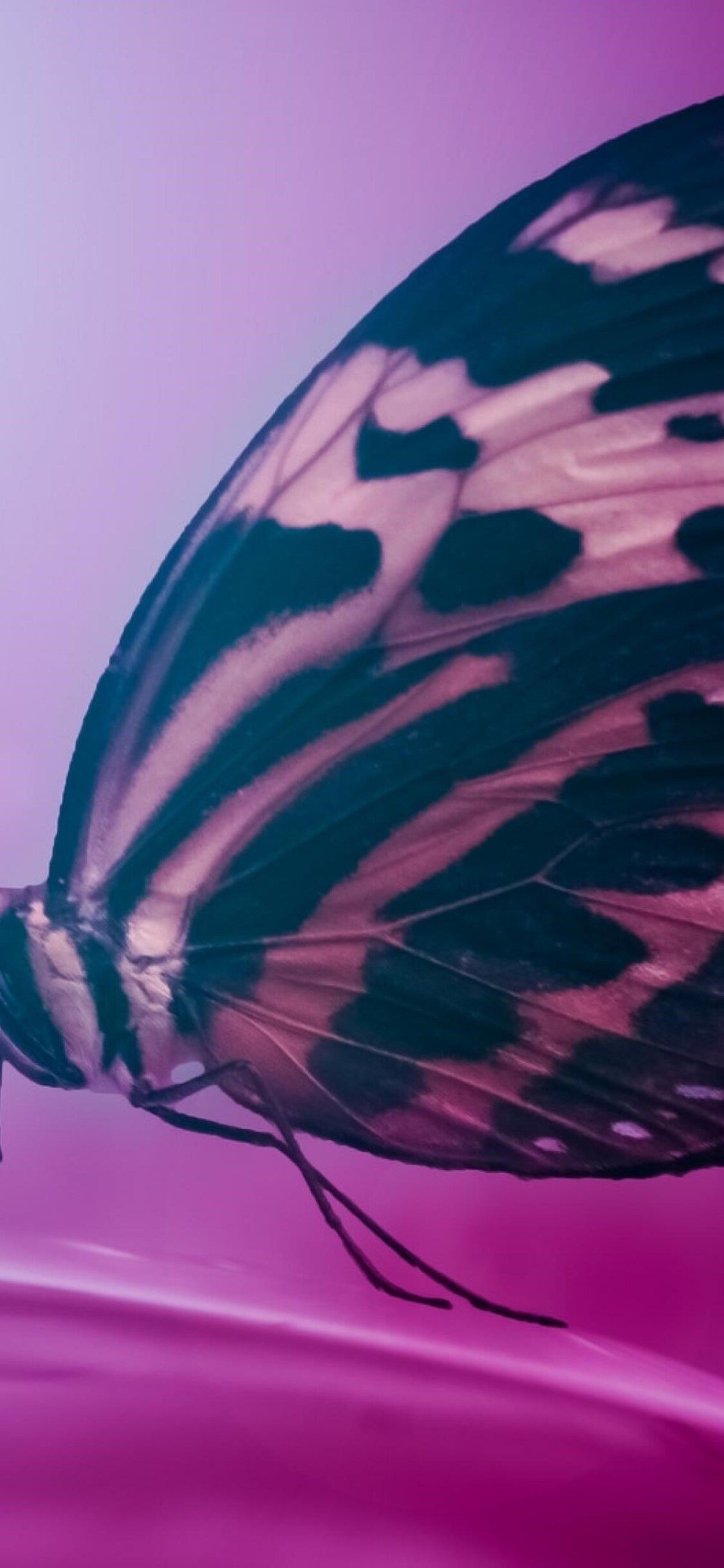 Butterfly Wings Macro iPhone XS, iPhone iPhone X HD 4k Wallpaper, Image, Background, Photo and Picture