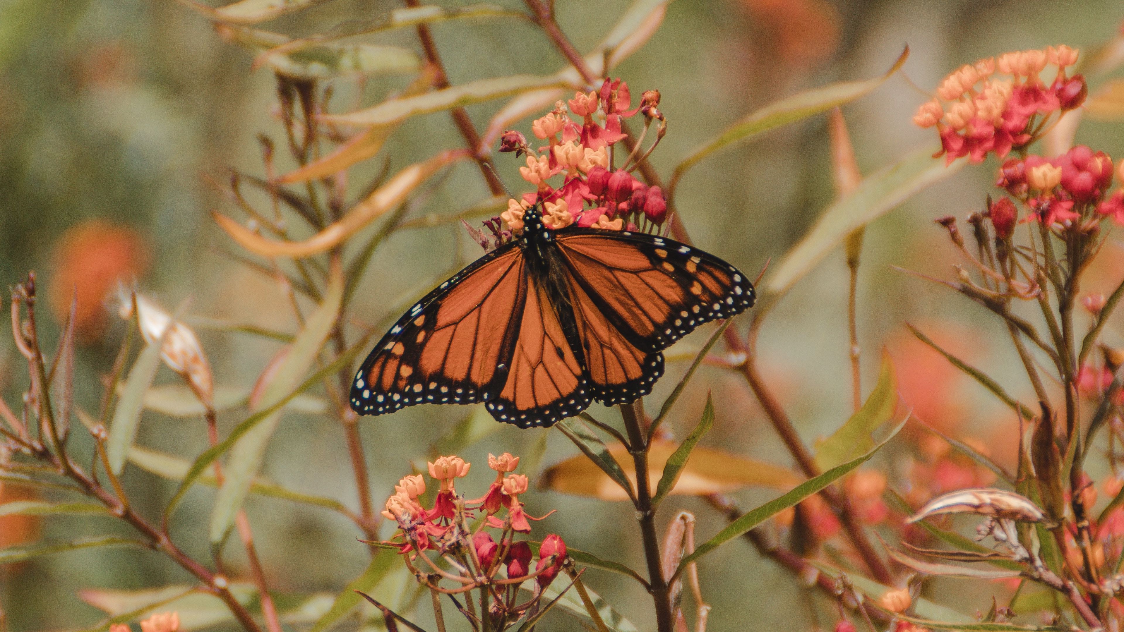 Wallpaper / monarch butterfly, butterfly, insect, wings, flower, plants, 4k free download