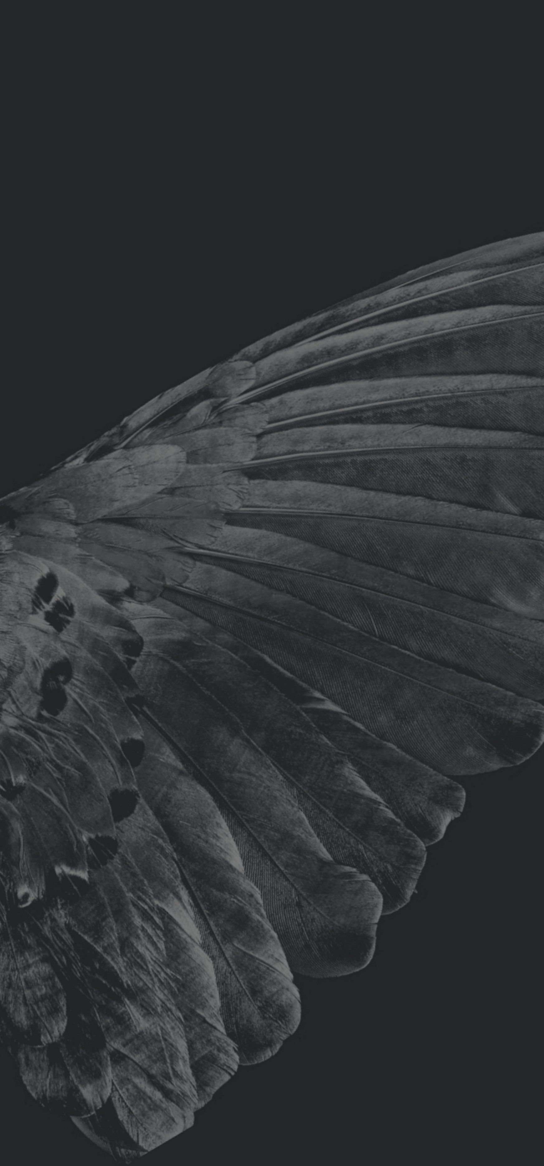 A black and white photo of a bird wing - Wings