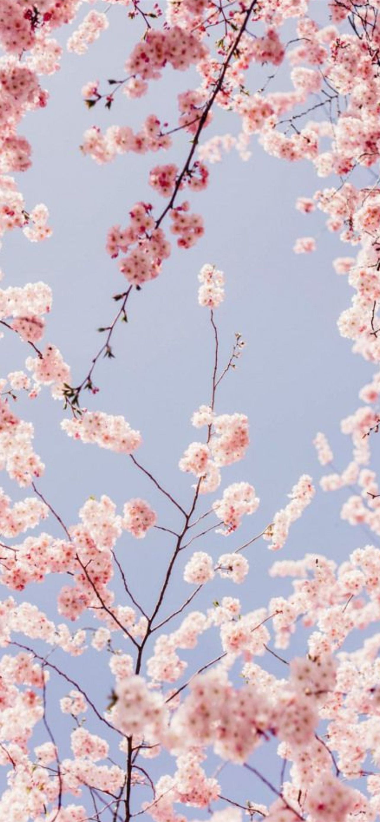 A beautiful wallpaper of cherry blossoms against a blue sky. - Cherry