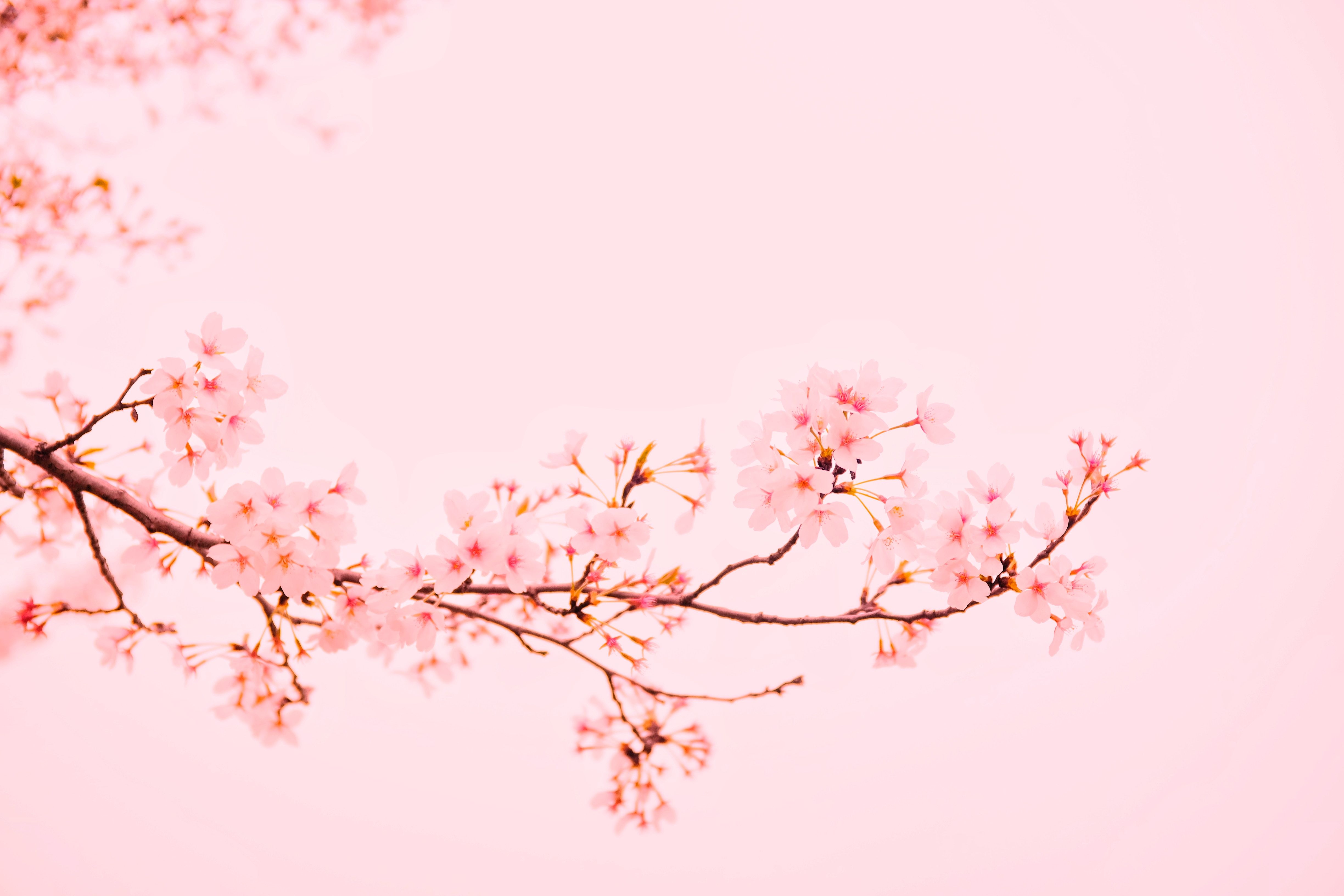 Wallpaper White Cherry Blossom in Close up Photography, Background Free Image