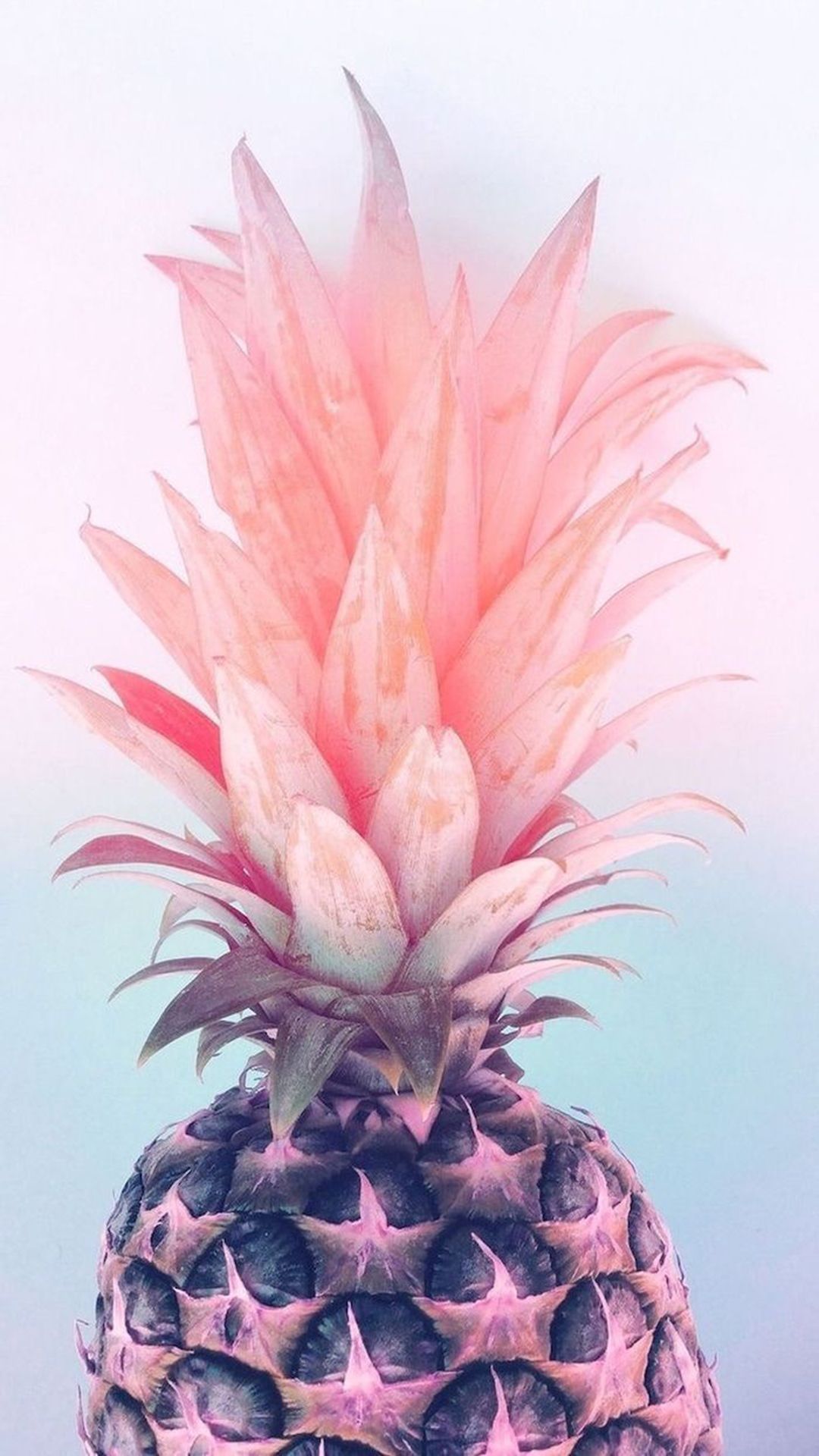 A pineapple with a pink top - Pineapple