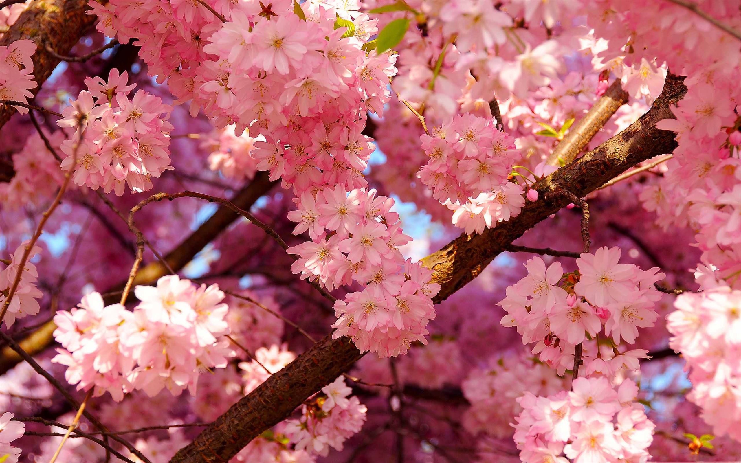 A close up of a tree with pink flowers - Cherry