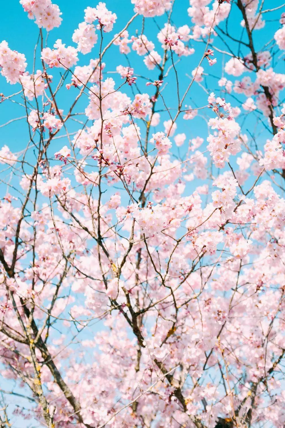 A beautiful photo of cherry blossoms against a blue sky - Cherry