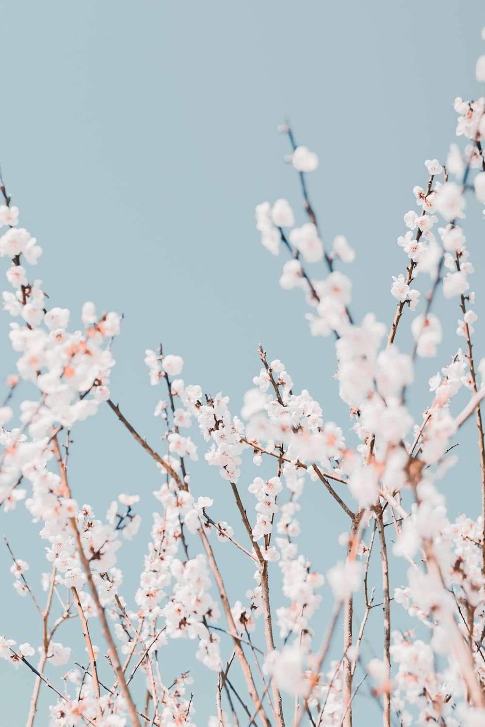 A blue sky with white flowers on a tree - Cherry