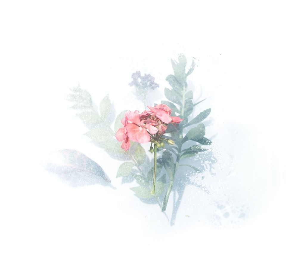 Flower Drawing Picture. Download Free Image