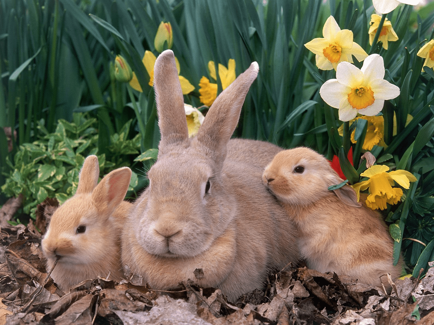 A mother rabbit and her two babies are sitting in the leaves. - Easter