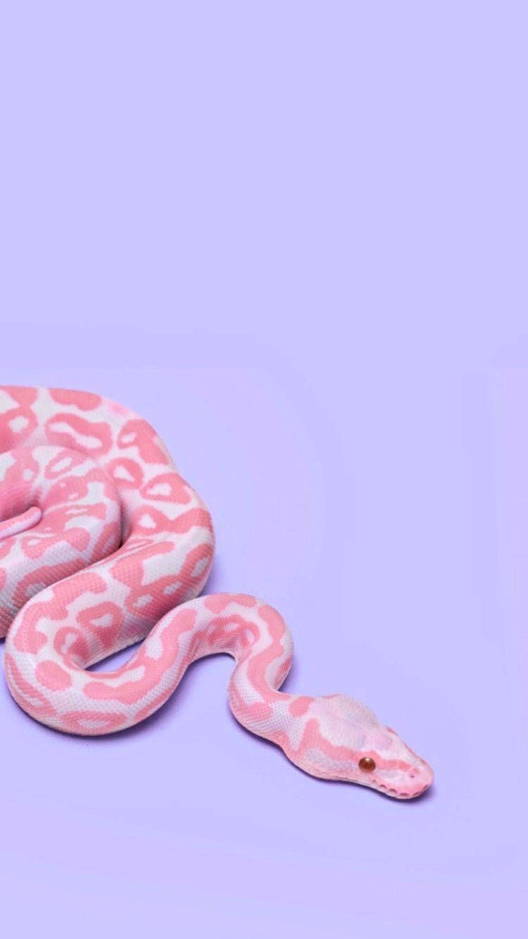 Download Albino Corn Snake On A Purple Background Wallpaper
