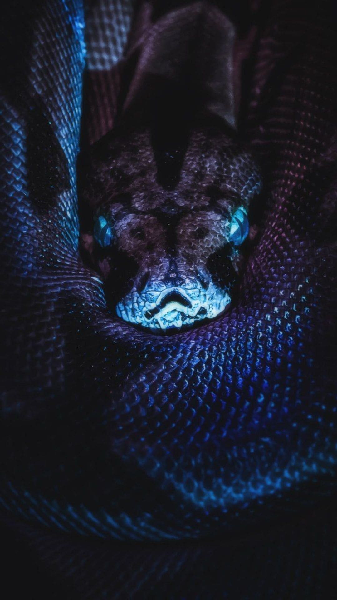 A snake is laying in the dark with blue eyes - Snake