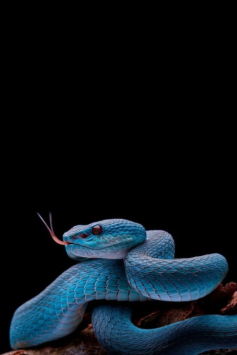 Purple snake, black, HD phone wallpaper