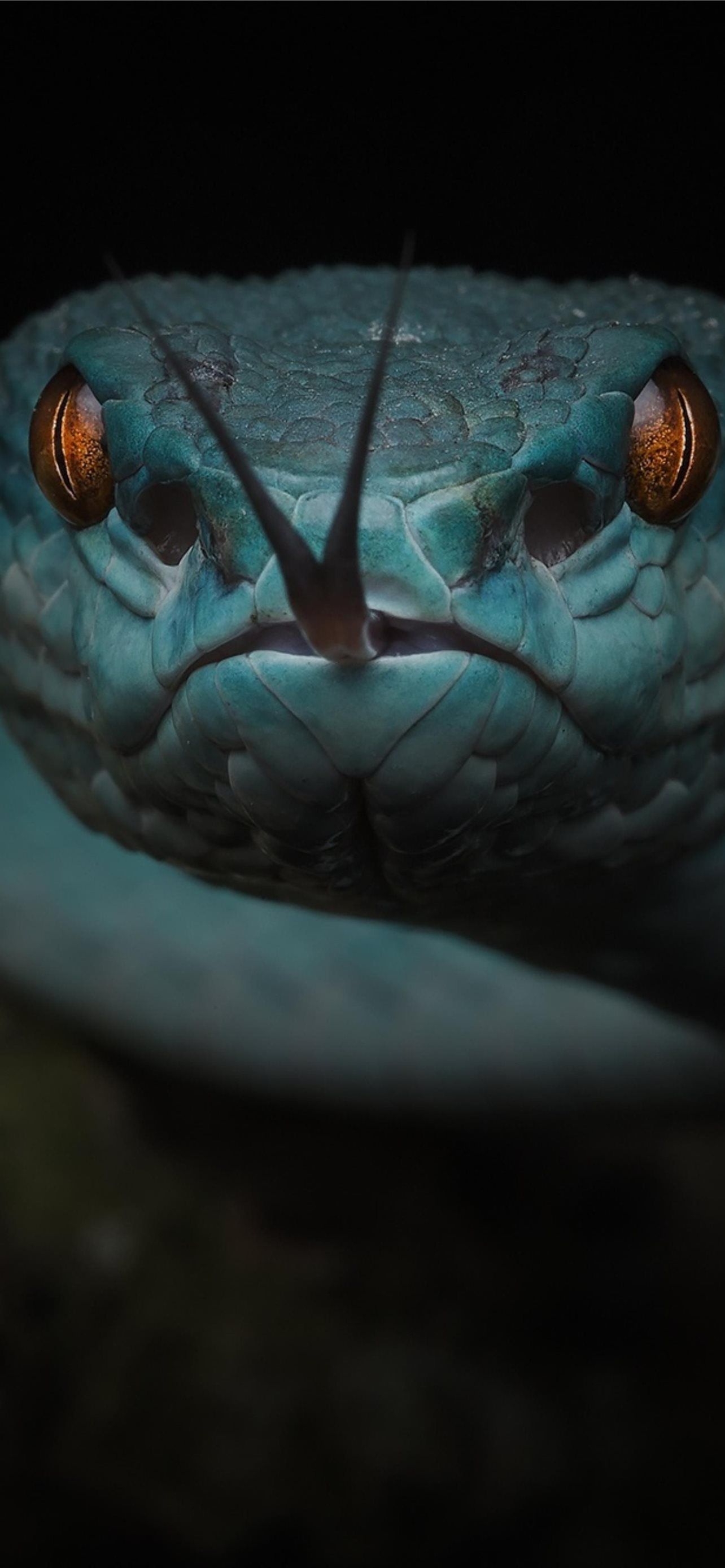 Best Snake iPhone HD Wallpaper