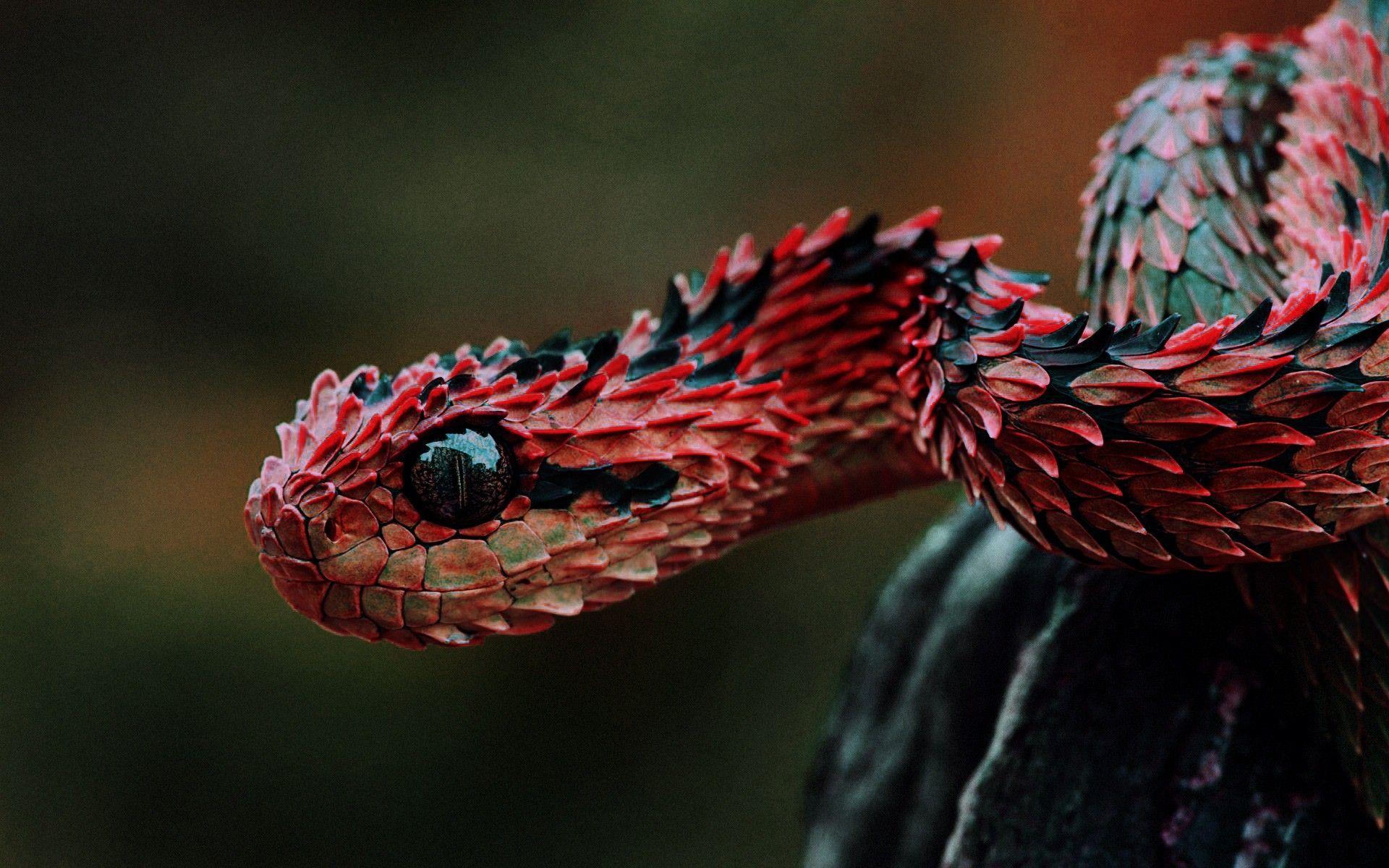 A red snake with black eyes and red scales. - Snake