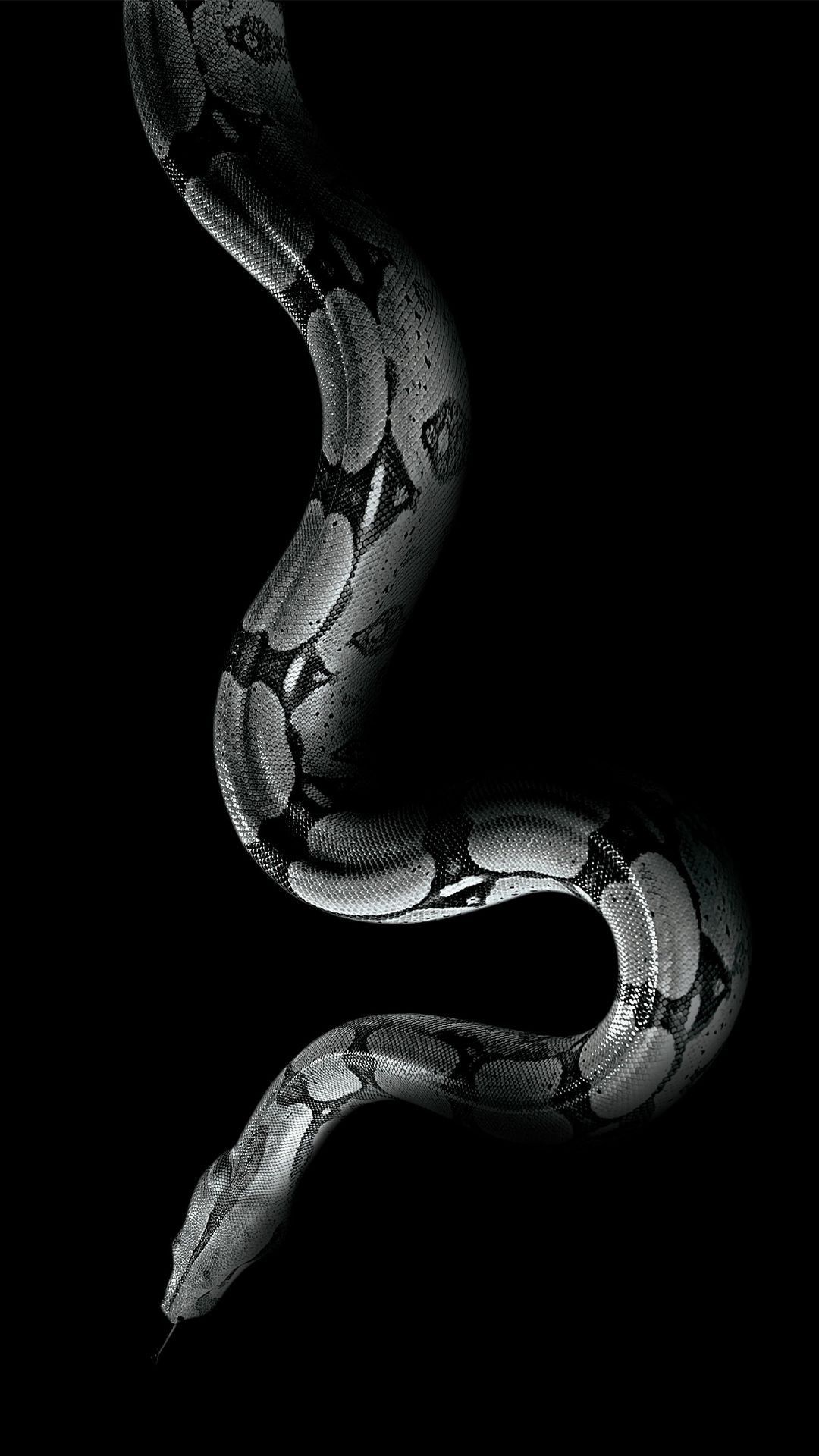 A snake in black and white - Snake