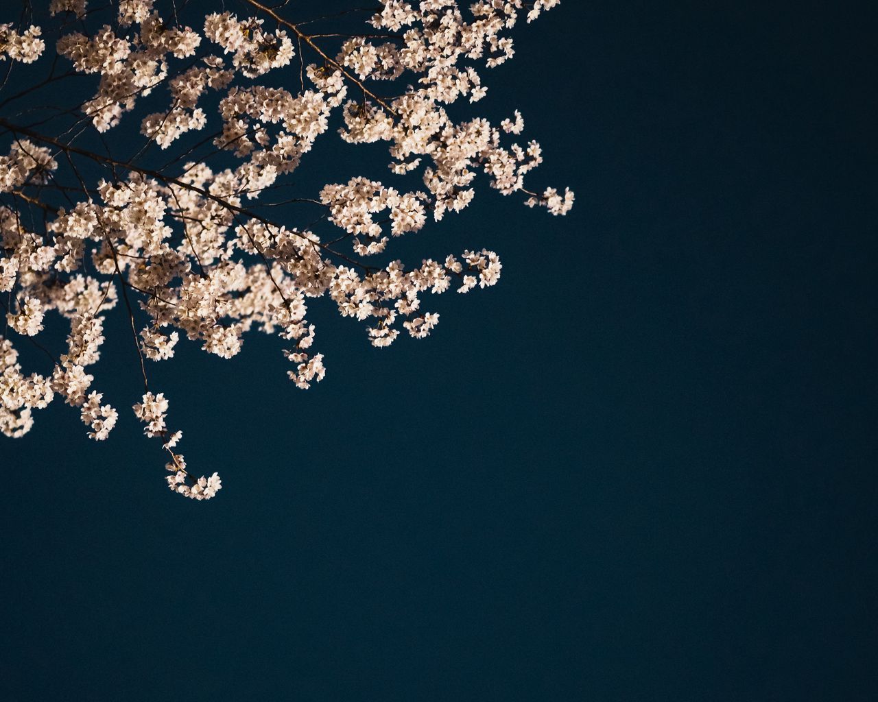 Download wallpaper 1280x1024 sakura, branches, flowers, minimalism, aesthetic standard 5:4 HD background