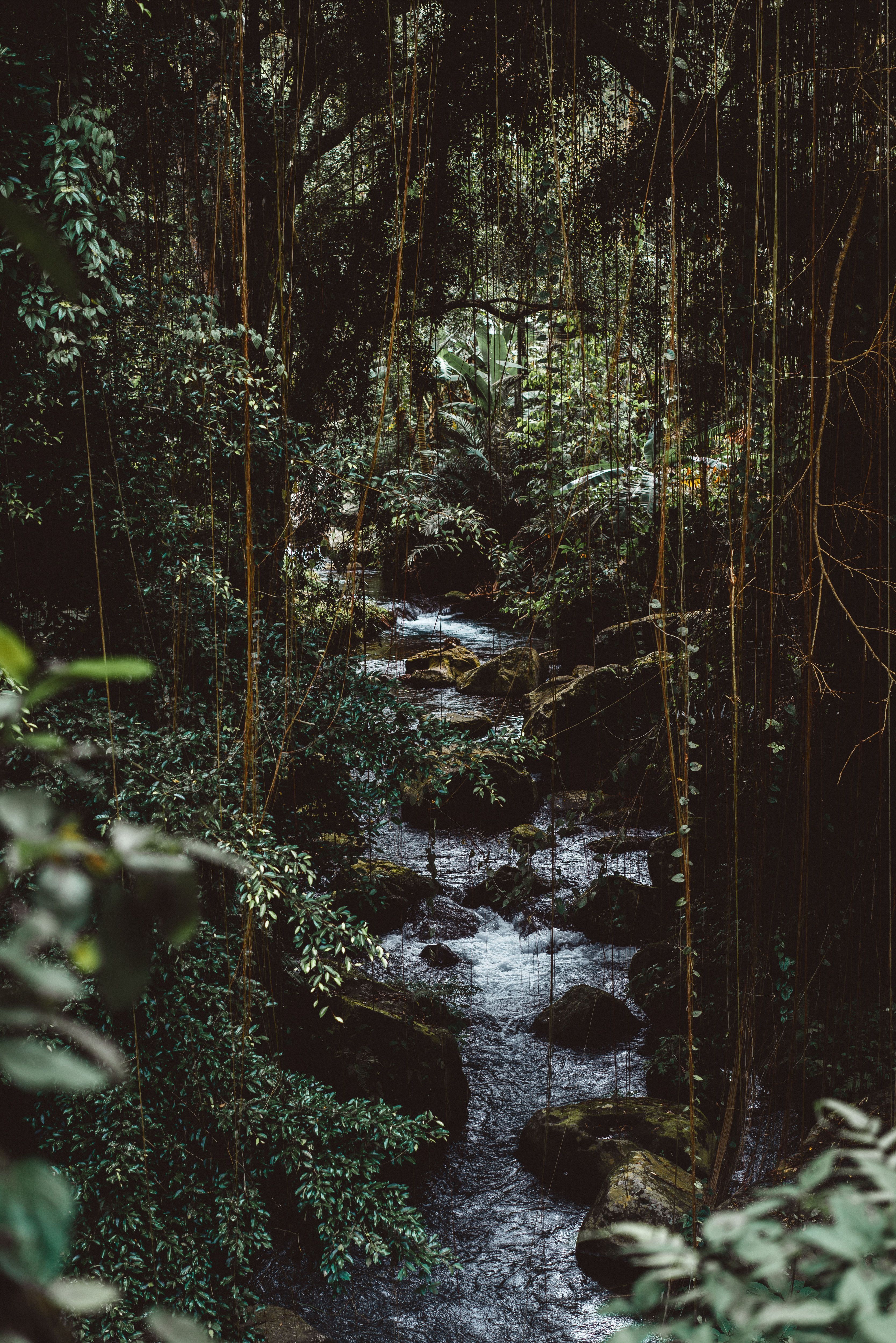 A river flowing through the jungle - Jungle