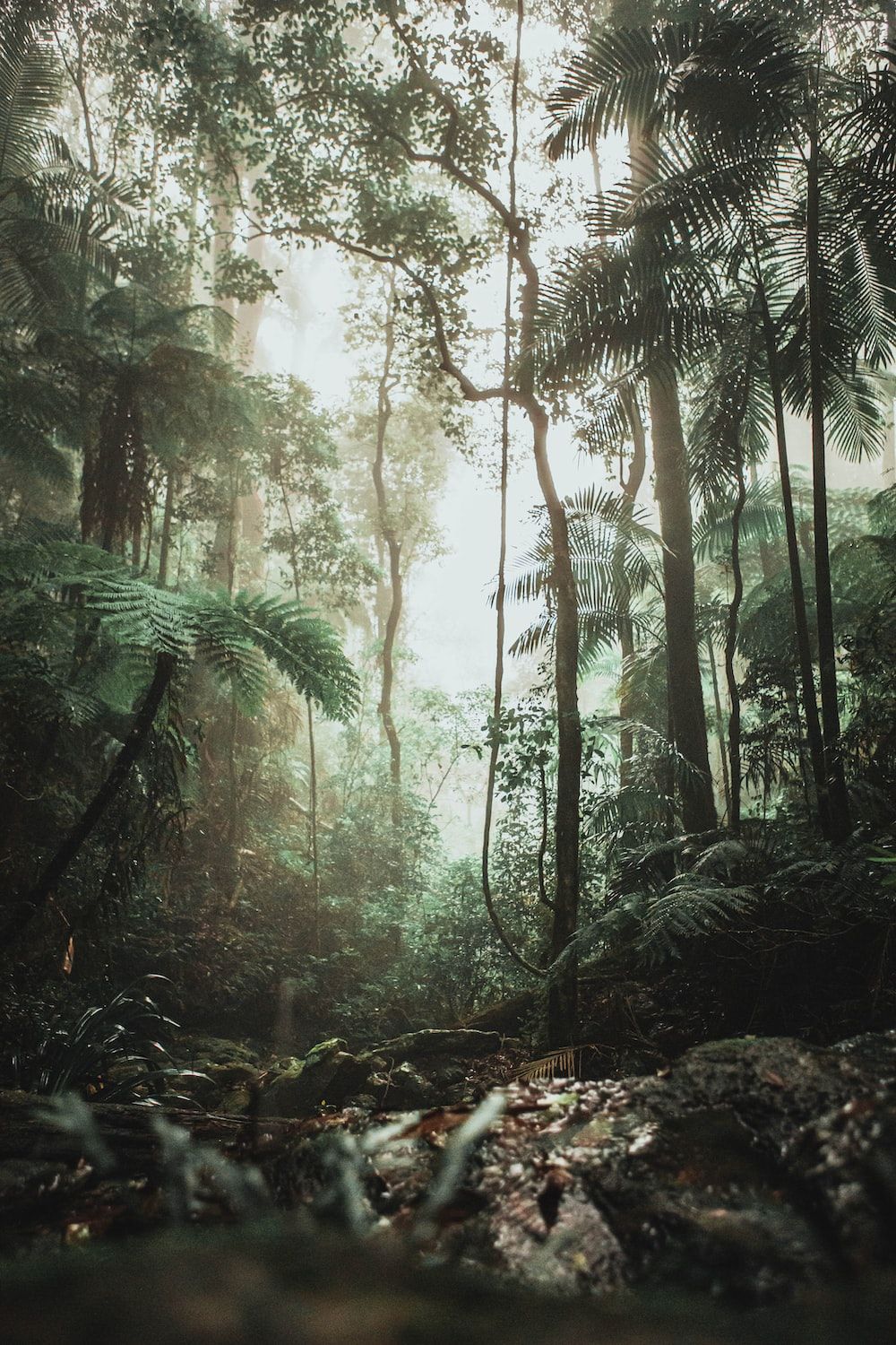 Stunning Rainforest Picture [HD]. Download Free Image