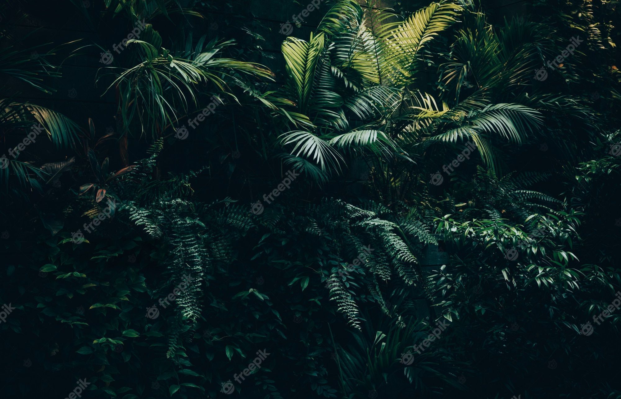 A tropical jungle with green plants and palm trees - Jungle