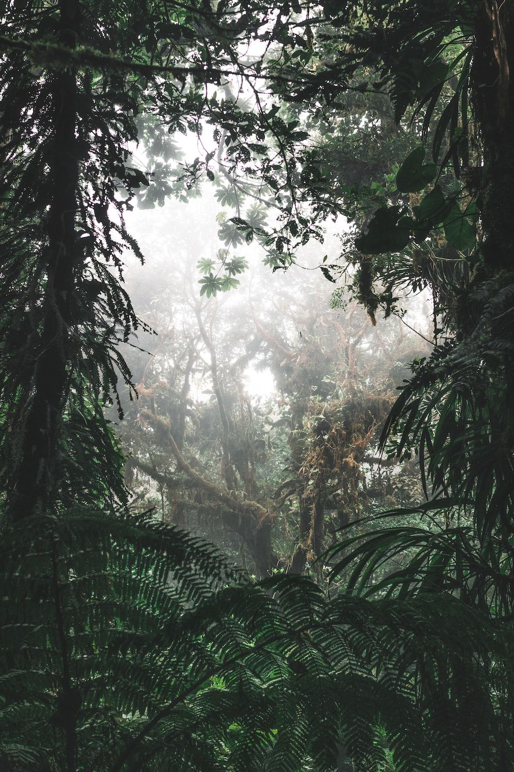 A dense forest with fog and green plants - Jungle
