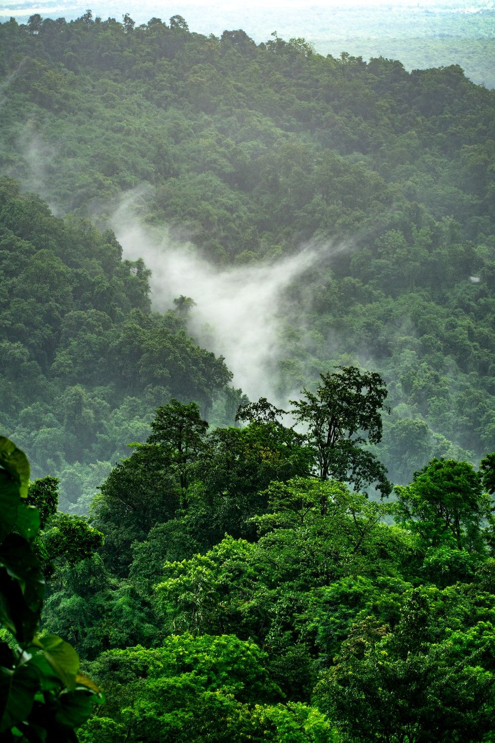 A misty cloud in the middle of a lush green forest. - Jungle