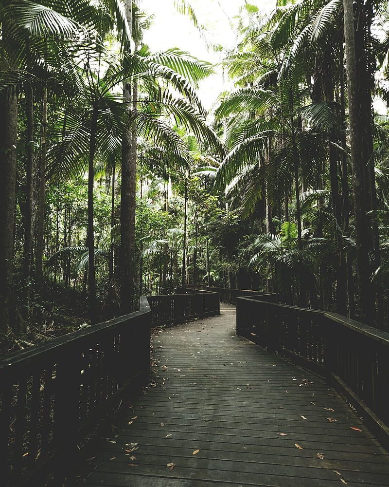 A wooden walkway in the middle of trees - Jungle