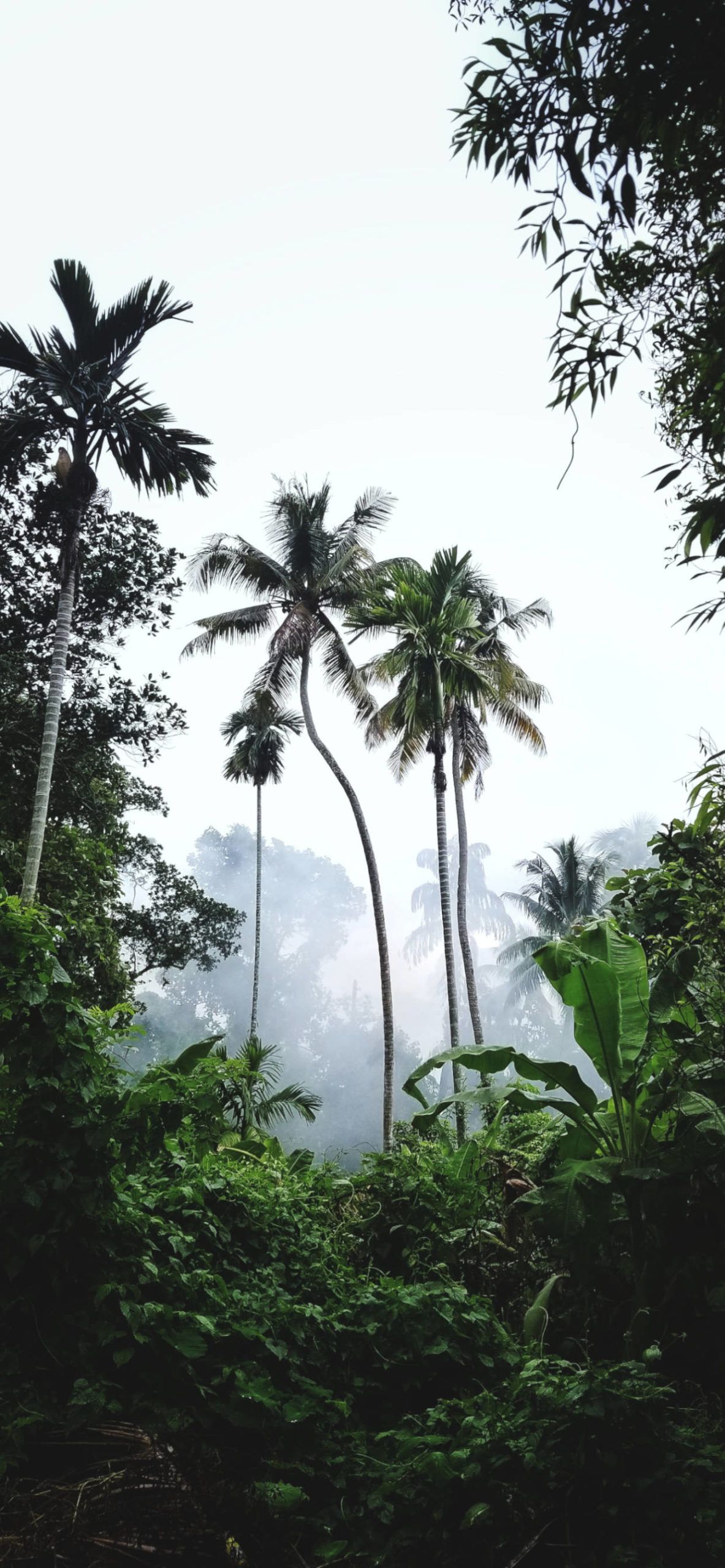 A group of palm trees standing tall in the middle of a forest. - Jungle