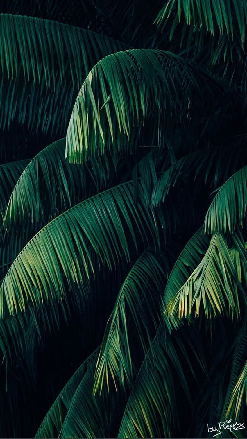 A photo of palm leaves in the dark. - Jungle