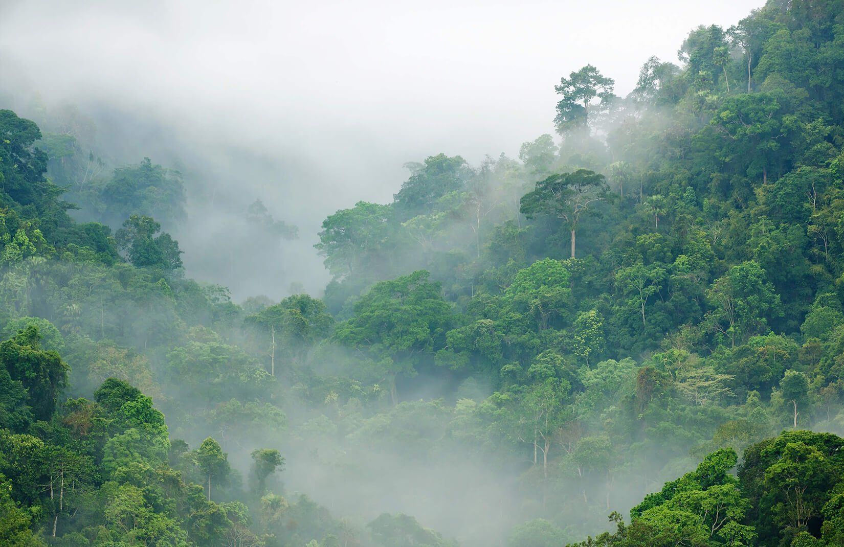 A dense forest shrouded in mist - Jungle, fog