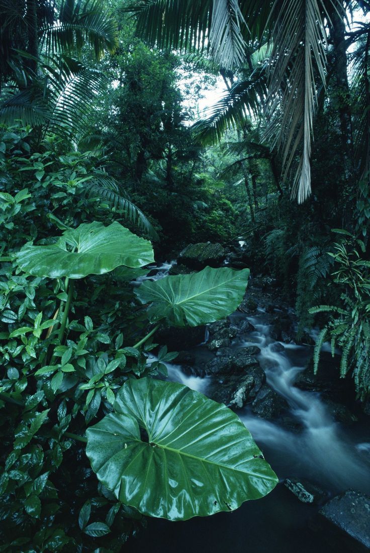 beautiful rain forest photo. Nature photography, Nature aesthetic, Landscape