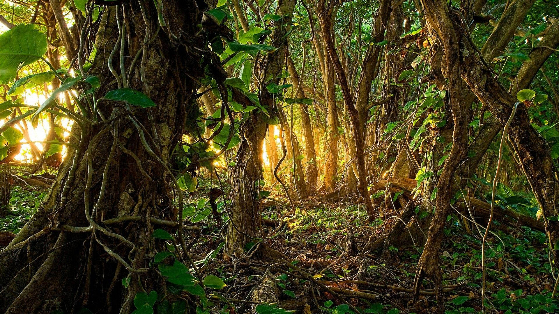 A sunset in the forest with trees and vines - Jungle