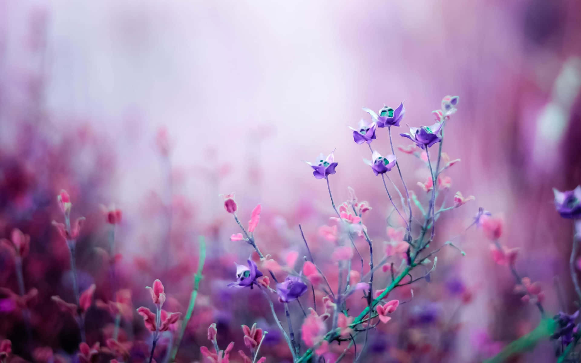A purple flower in the middle of some pink flowers - 1920x1200, spring