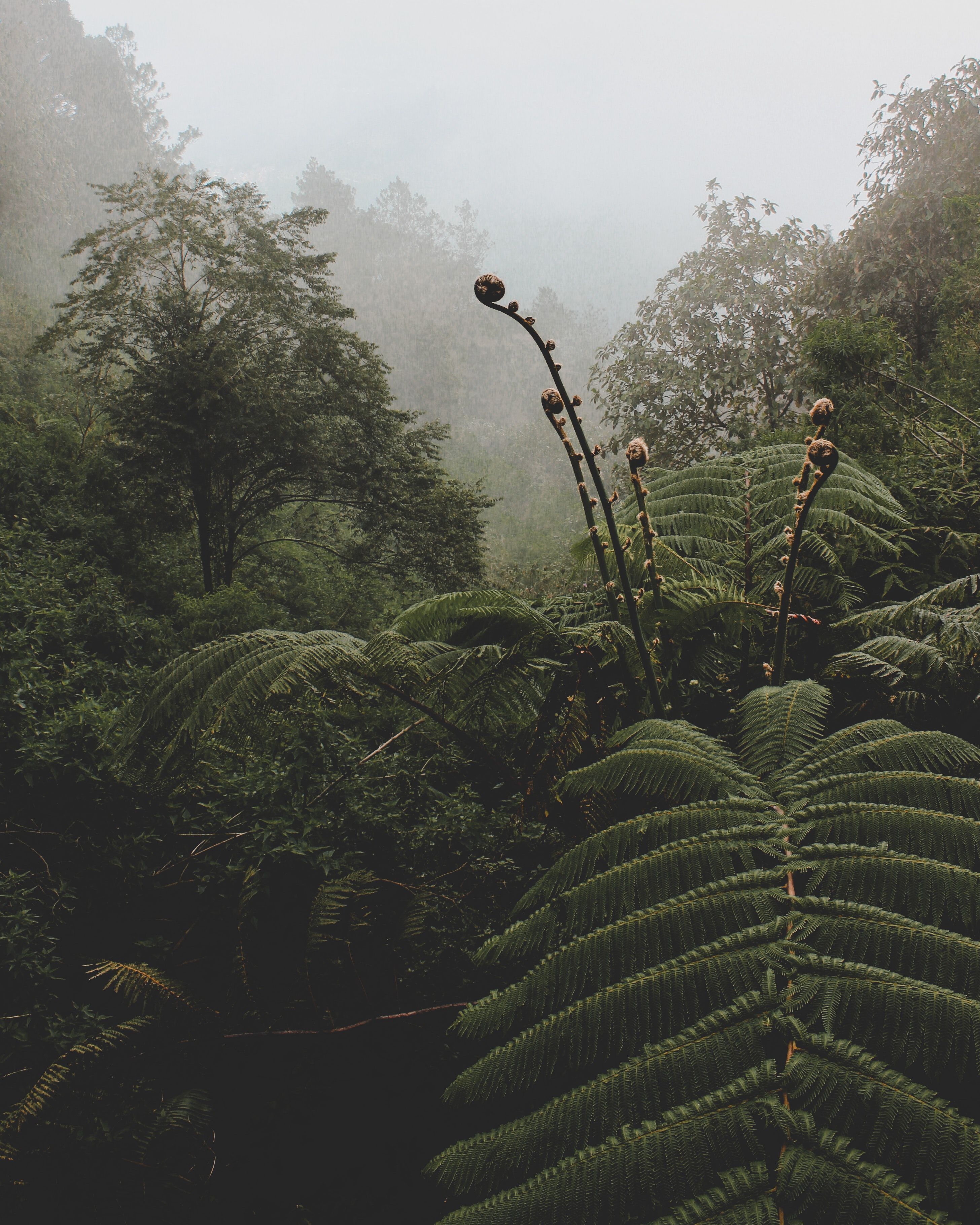A fern plant in a foggy forest. - Jungle