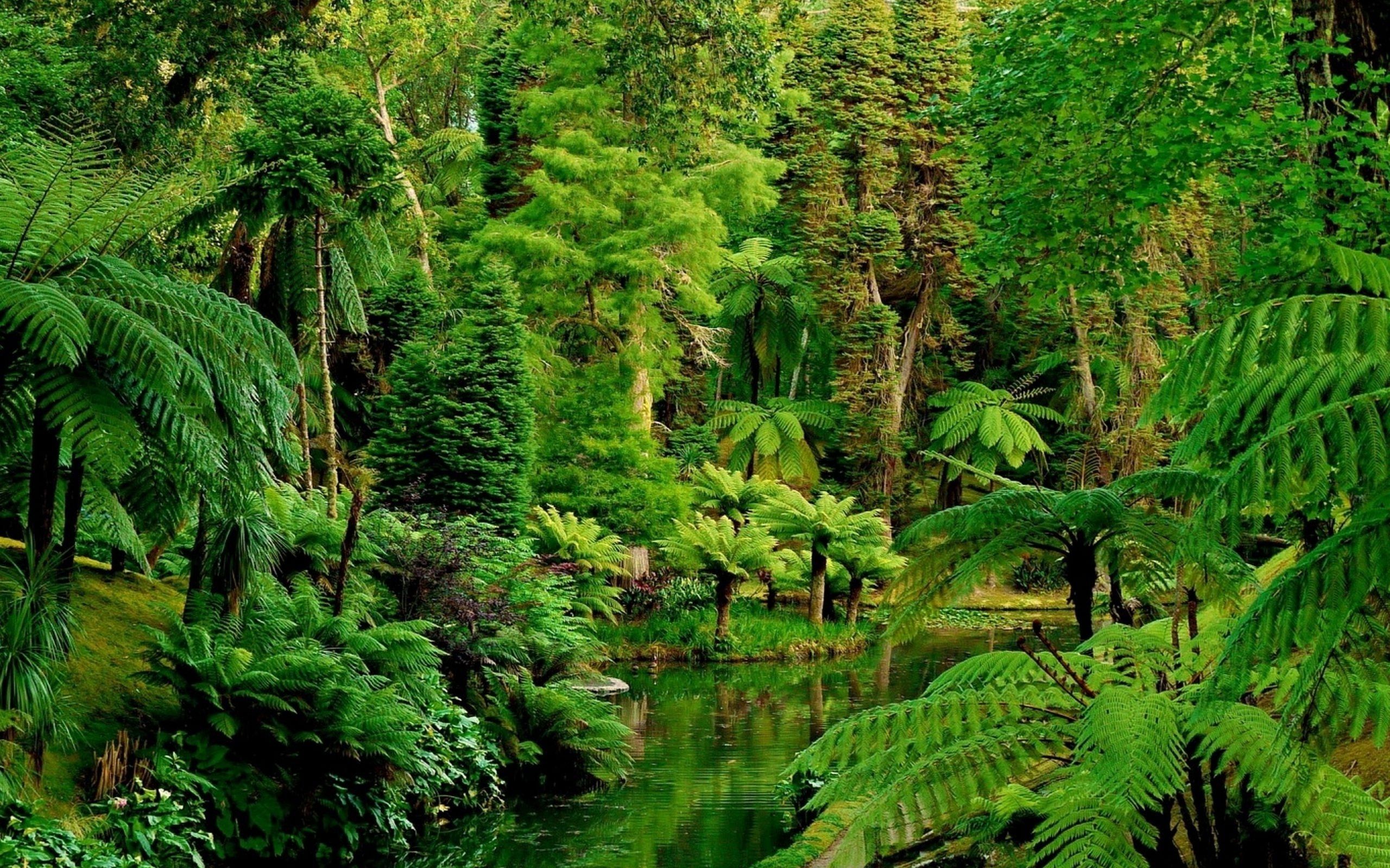 The fern gully in queensland, australia - Jungle