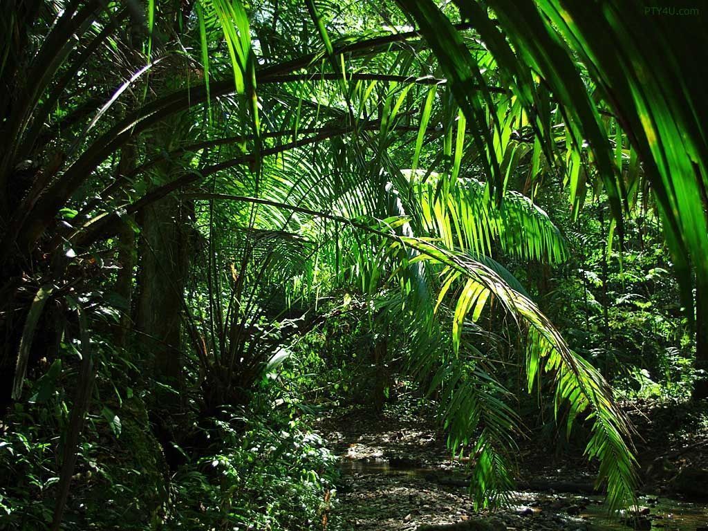 A river winds through a dense jungle of palm trees. - Jungle