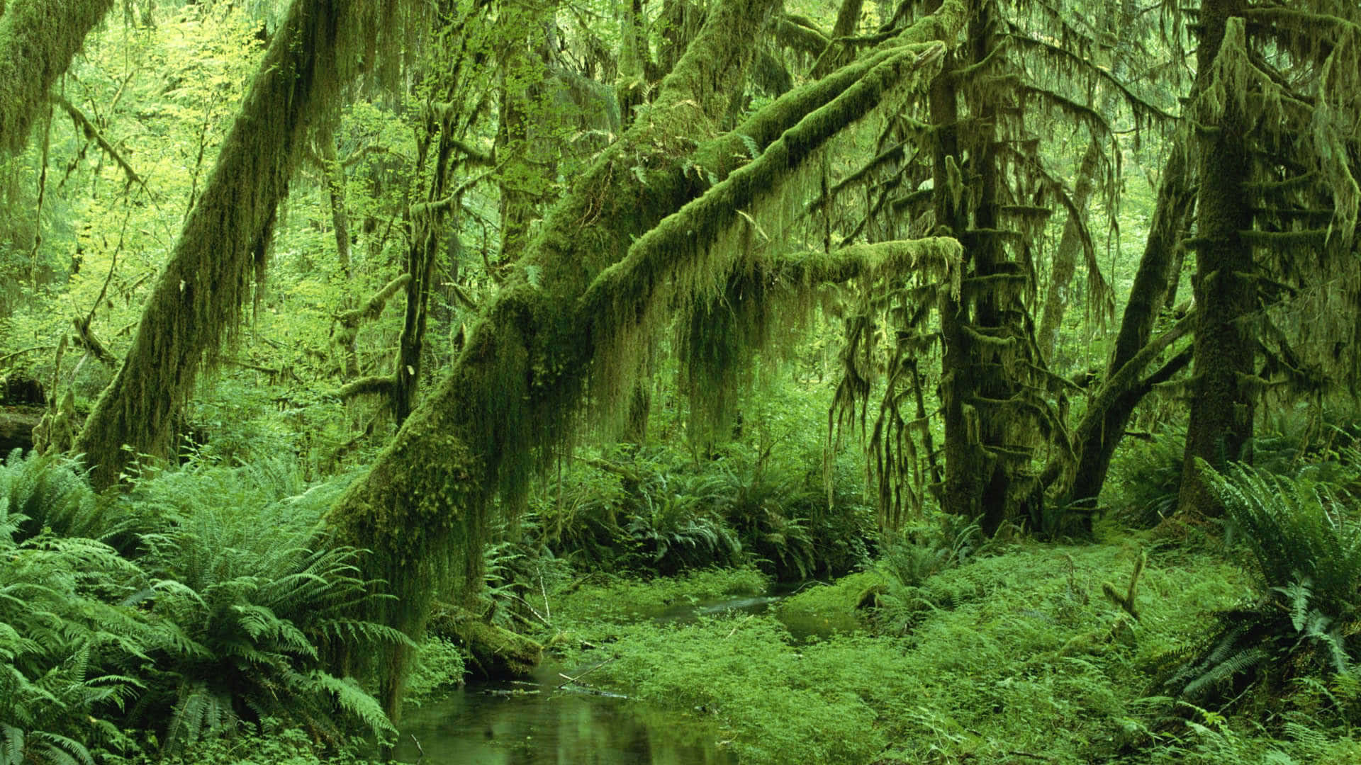 A mossy forest with ferns and a stream. - Jungle