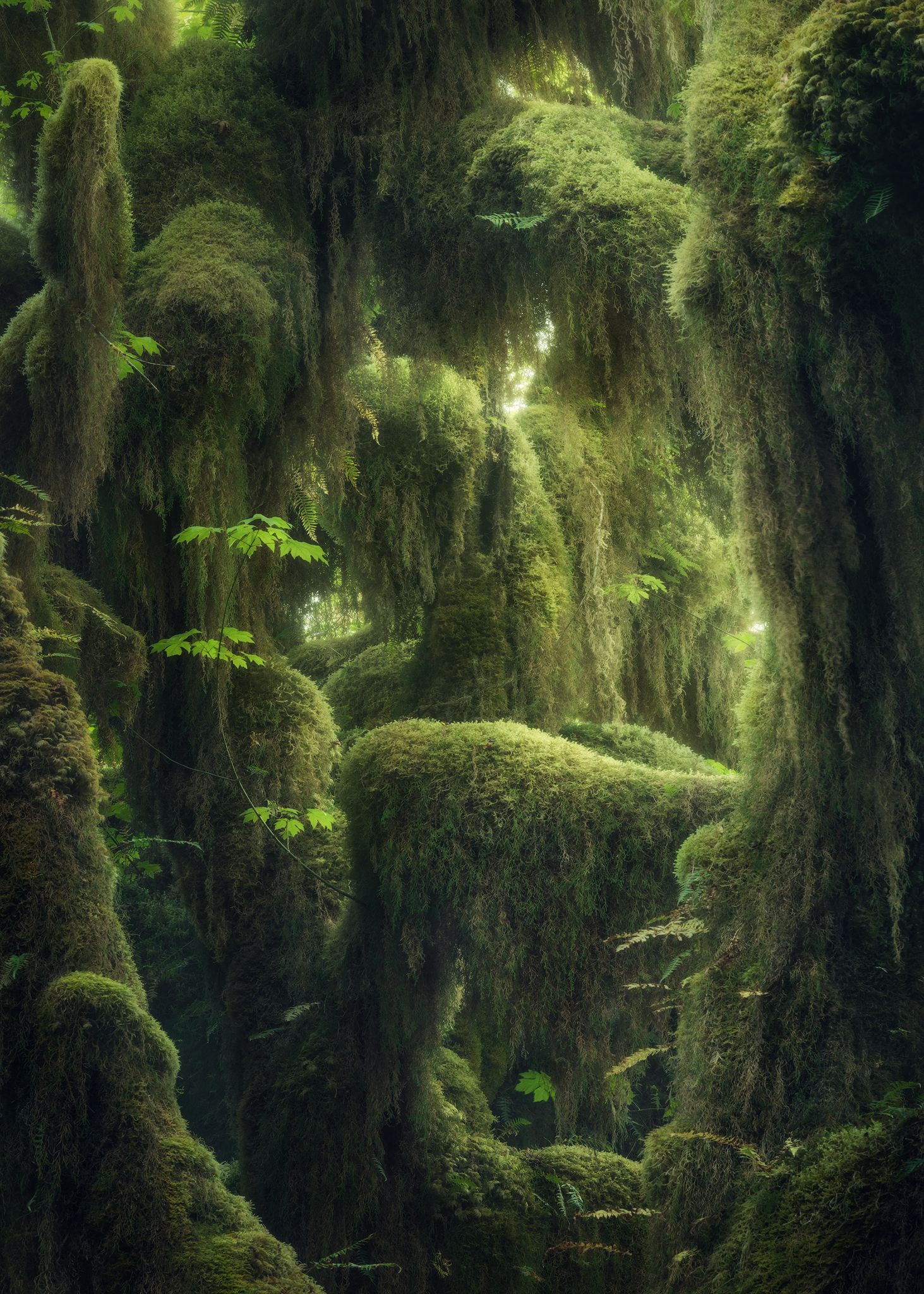 Nature Landscape Portrait Display Trees Jungle Overgrown Plants Leaves Moss Green Rainforest Wallpaper:1463x2048
