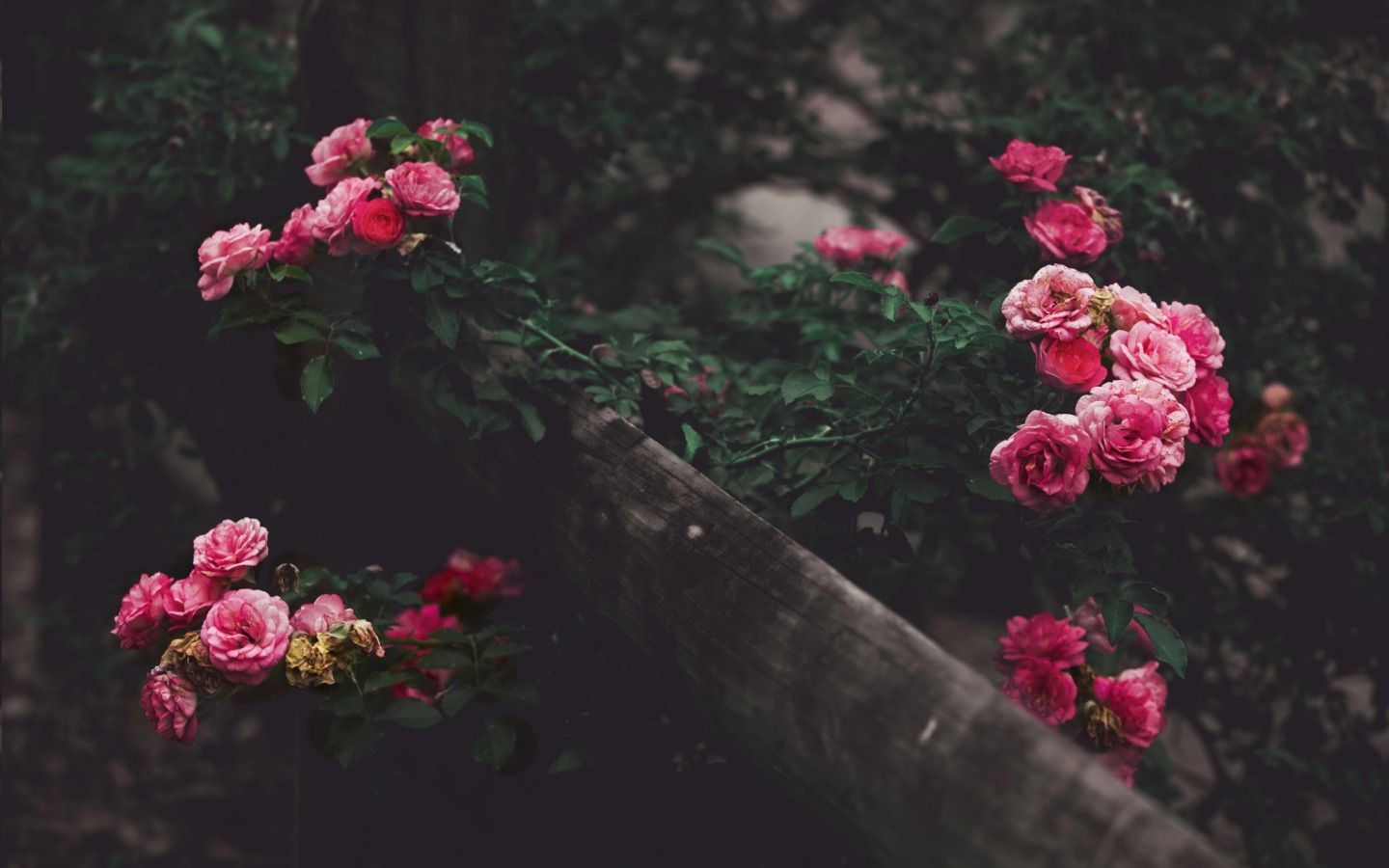 A pink rose bush growing on the side of an old wooden fence - 1440x900