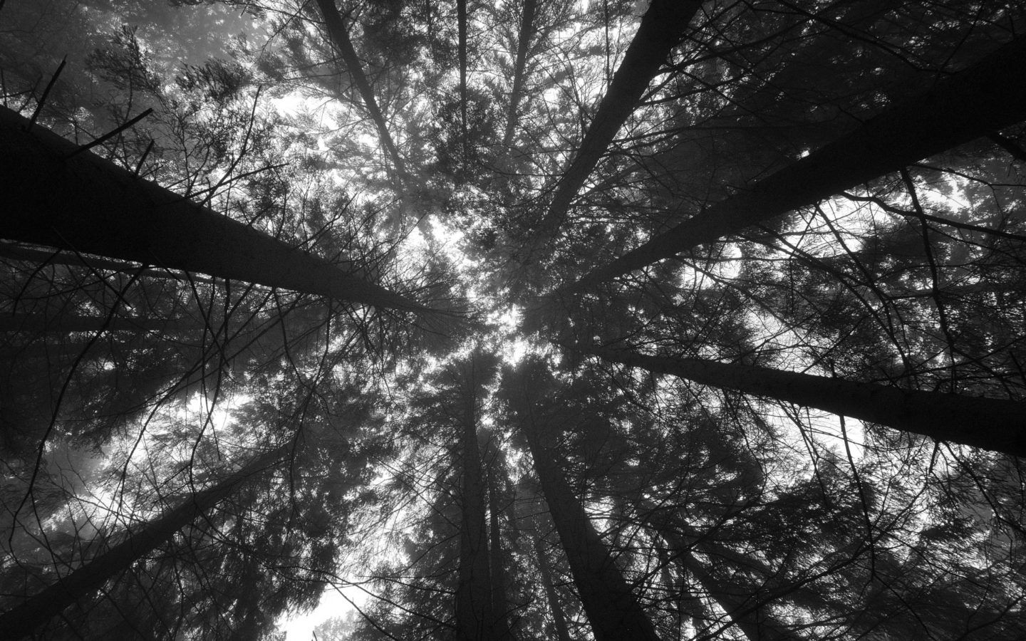 A black and white photo of trees in the forest - 1440x900
