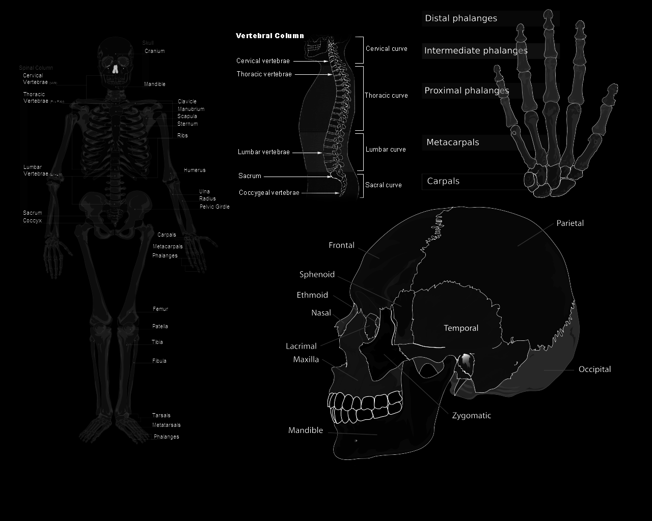 The human skeleton and its parts - Medical
