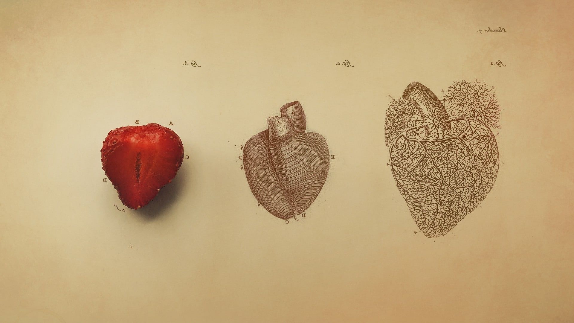 A drawing of the heart and lungs - Medical
