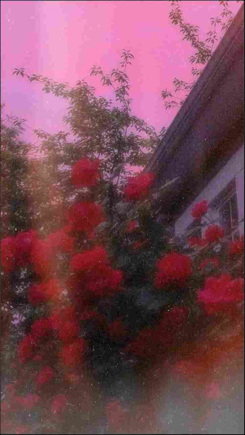 A house with red flowers in front of it - IPhone red, art