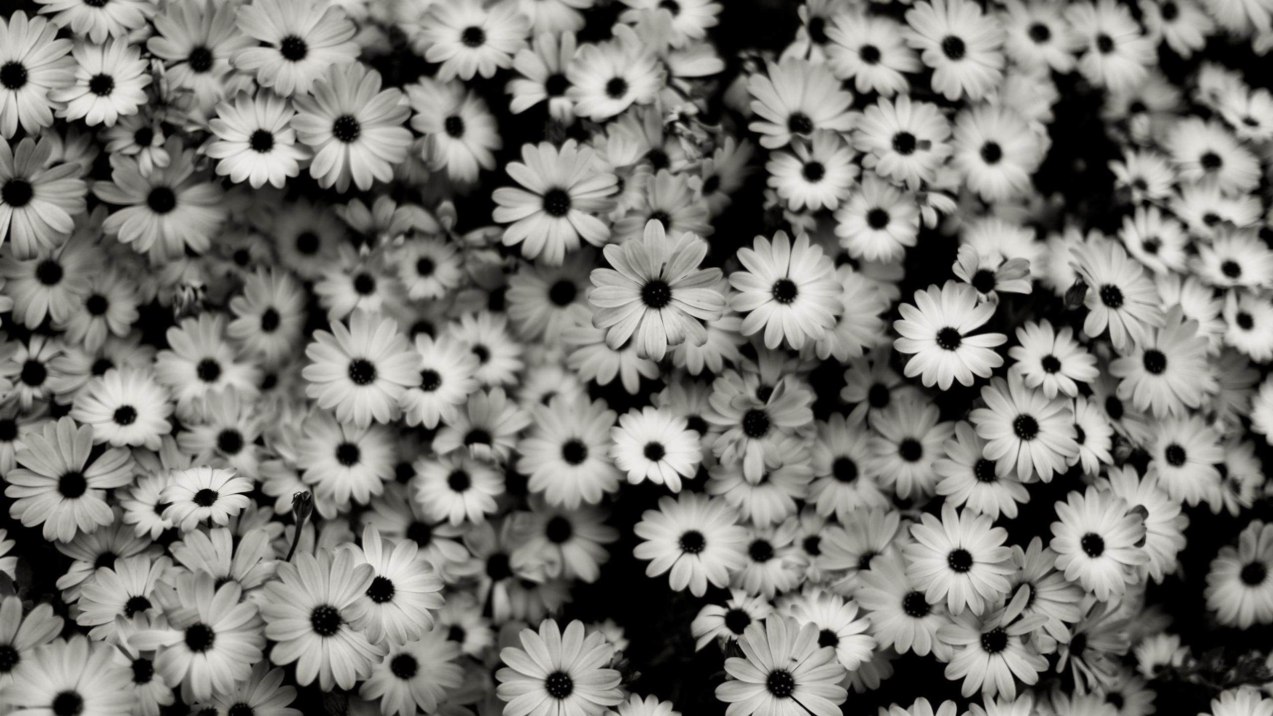A black and white photo of many flowers - Black and white