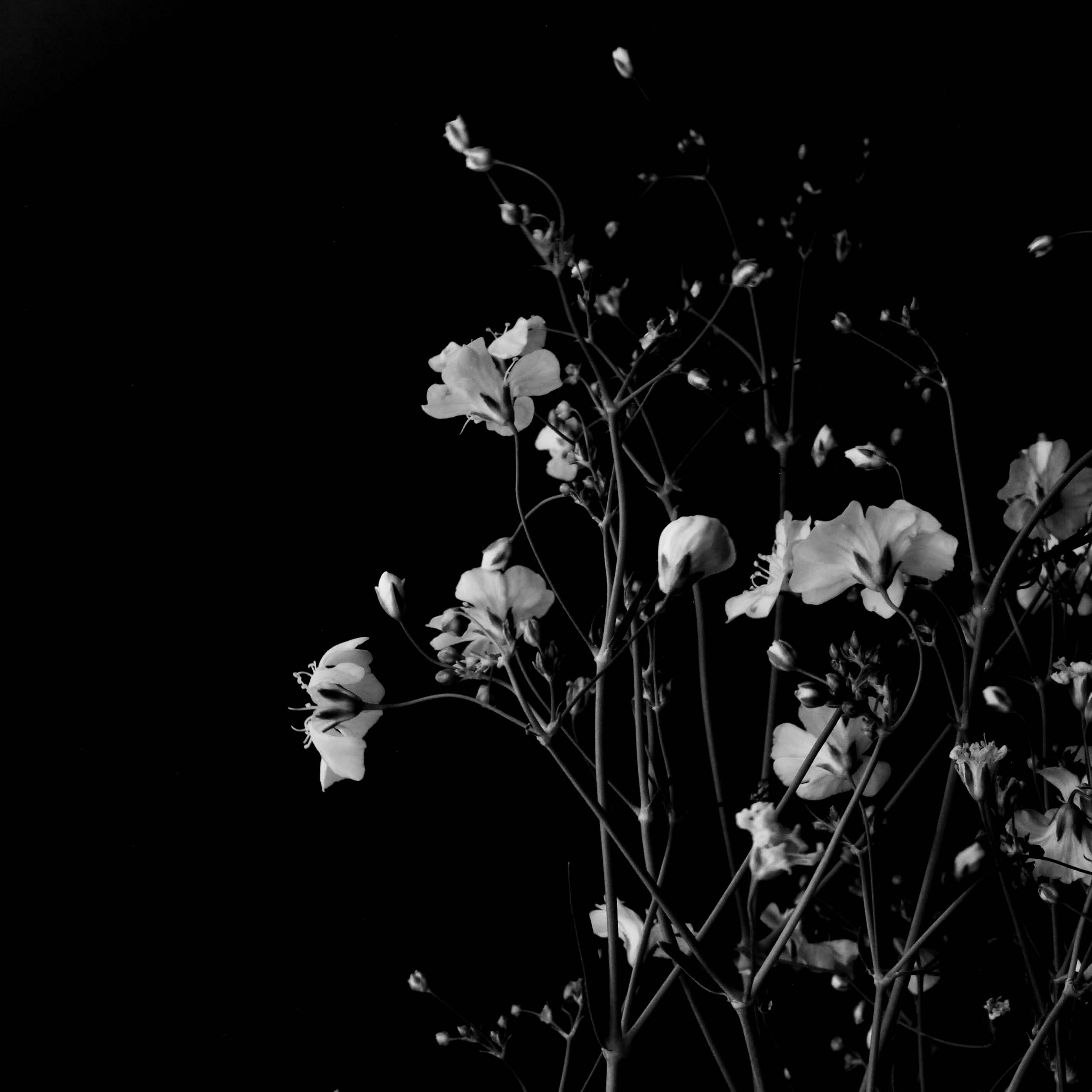 A black and white photo of flowers - Black and white