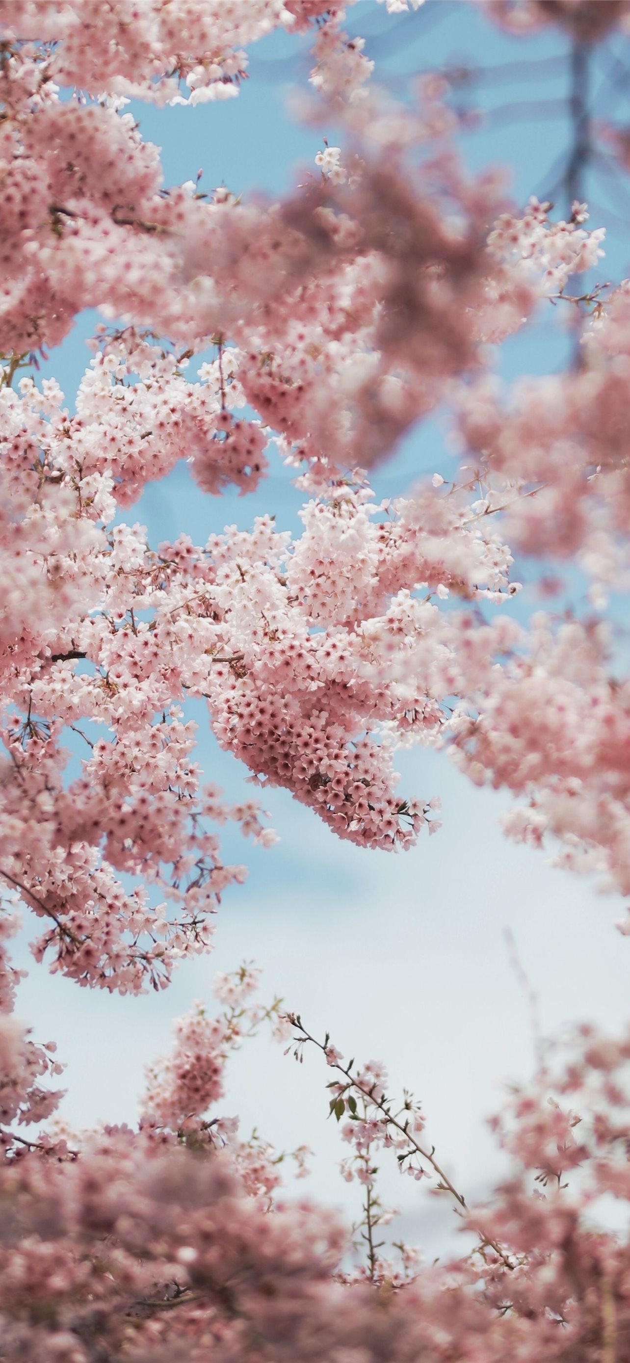 A clock tower with pink flowers in the background - Cherry