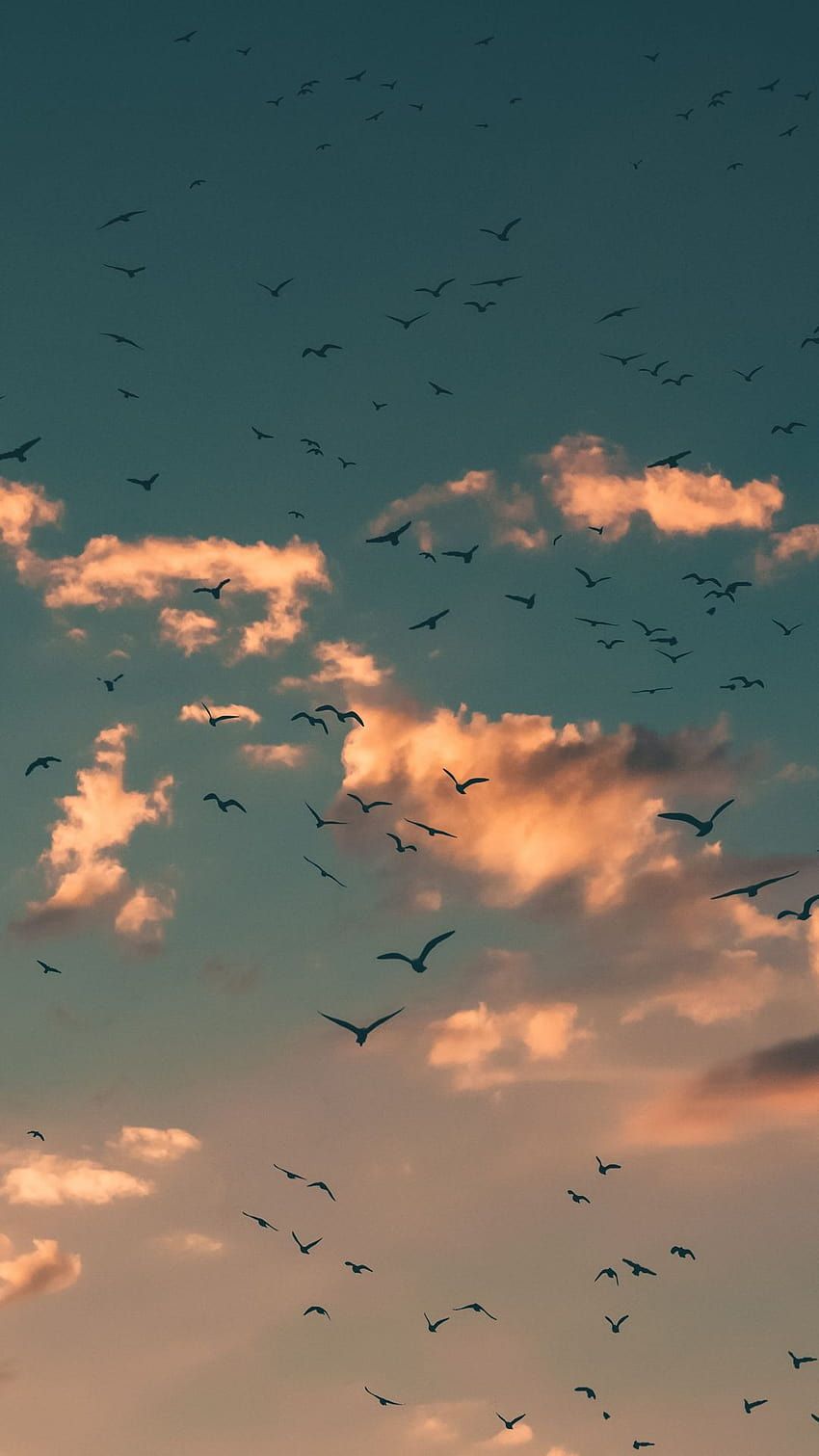 A flock of birds flying in the sky - 