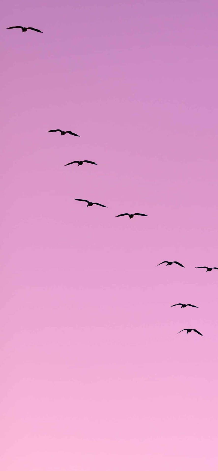 Download Light Purple Aesthetic Flying Birds Wallpaper