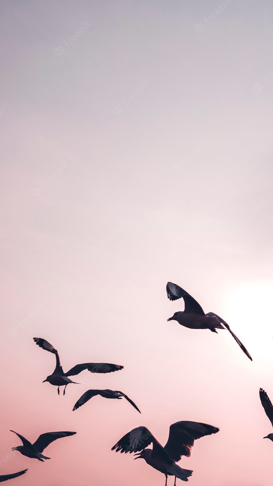 Free Photo. Flock of seagulls flying in the sky mobile wallpaper
