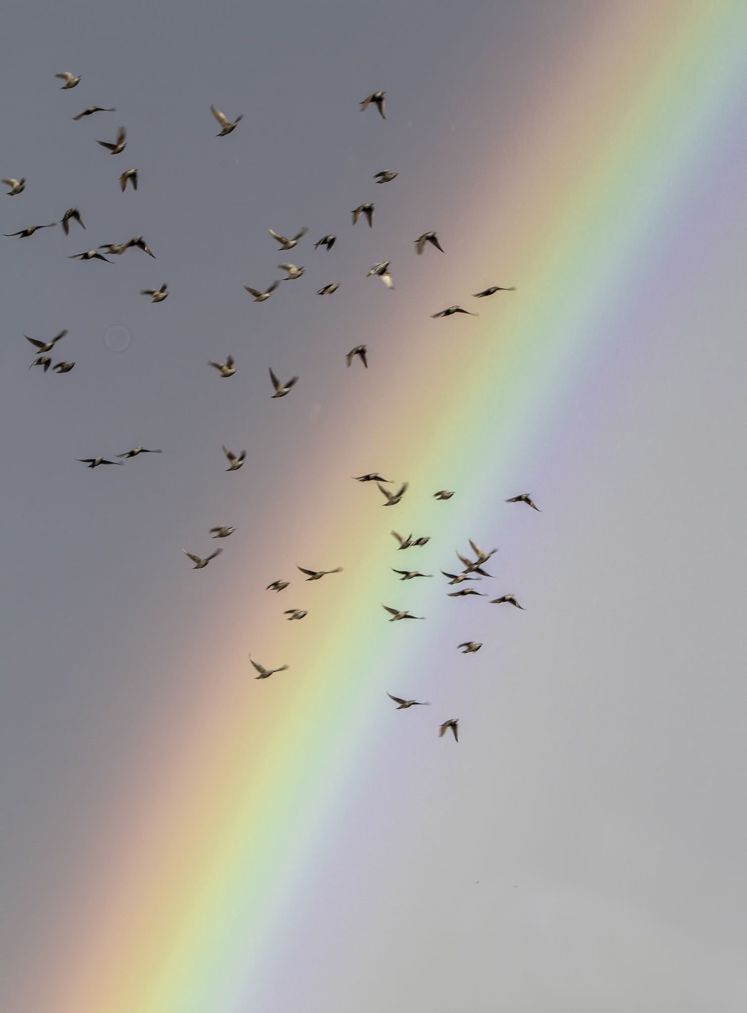A flock of birds flying underneath the rainbow - 